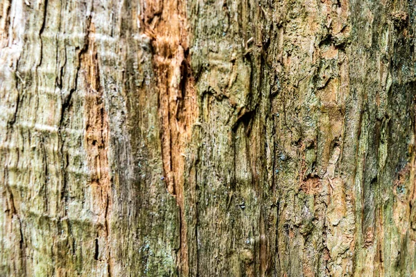 Beautiful tree trunk close up, background, pattern. — Stock Photo, Image