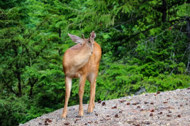 Genç bir geyik yazın ormanın yanında durur..