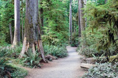 Olimpiyat Ulusal Parkı 'ndaki yağmur ormanı, Washington, ABD.