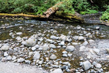 River in the forest in Olympic National Park, Washington, ABD.