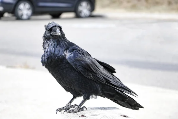 Een zwarte raaf zit op een houten reling bank. Vogels in de natuur. — Stockfoto