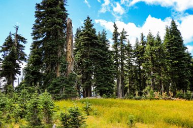 Olimpiyat Ulusal Parkı 'ndaki güzel orman manzarası, Washington, ABD.