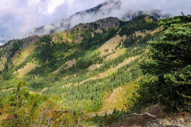 Olympic Mountain Range 'in güzel manzarası, Olympic National Park, Washington, ABD.
