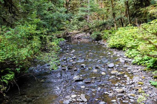 River in the forest in Olympic National Park, Washington, Amerikai Egyesült Államok. — Stock Fotó
