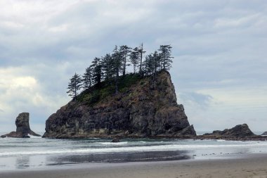 İkinci Plaj Olimpiyat Ulusal Parkı, Washington, ABD.