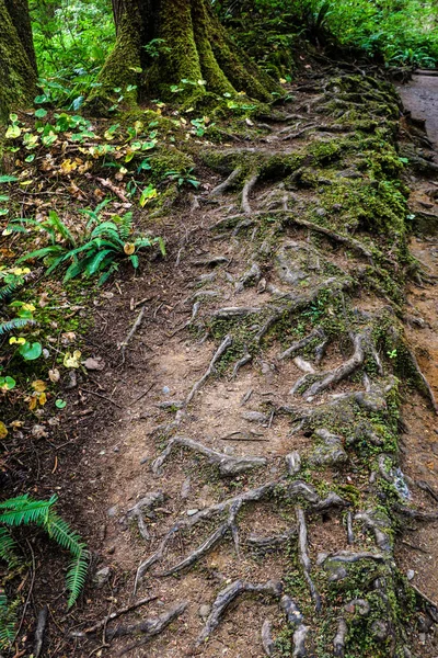 Washington Olimpiyat Ulusal Parkı 'ndaki plajın kıyısında büyük kütükler ve ağaçlar var.. — Stok fotoğraf