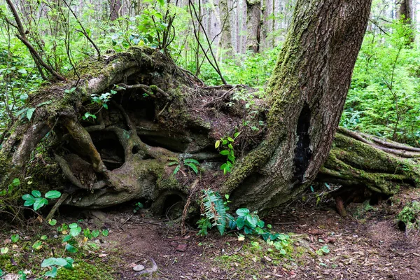 Massive logs and trees on the coast of the beach in the Olympic National Park in Washington. — Stock Photo, Image