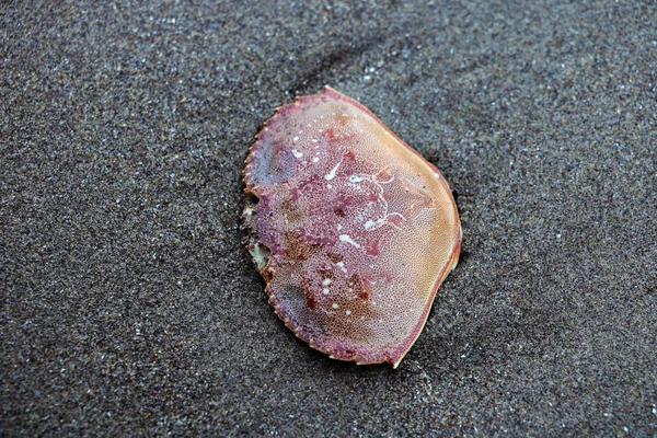 Crab shell on the beach after low tide. — Stock Photo, Image