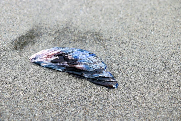 Невеликі красиві мушлі лежать на піщаному березі моря або океану . — стокове фото