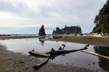 İkinci Plaj Olimpiyat Ulusal Parkı, Washington, ABD.