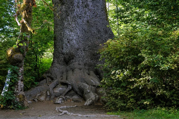 Den stora stammen och rötterna till en gammal sequoia i skogen. — Stockfoto