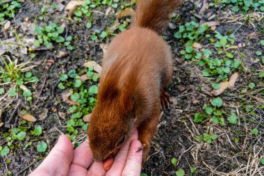 Sincap parkta bir adamın elinden fındık yer..