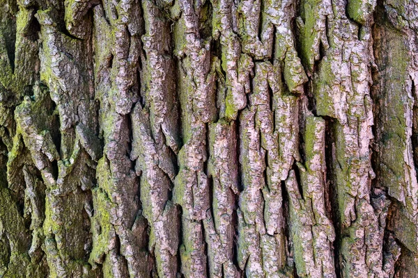 Ağaç kabuğunun dokusu doğal arka plan olarak kullanılır.. — Stok fotoğraf