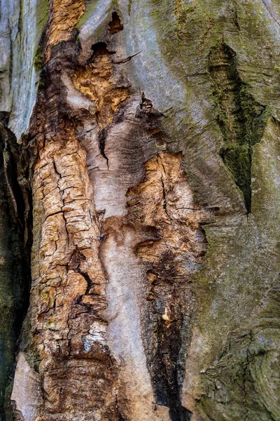 Tekstura drewna kory wykorzystania jako naturalne tło, naturalne. — Zdjęcie stockowe