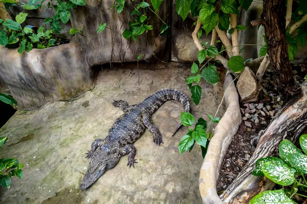 Belo crocodilo descansando cercado por vegetação, um predador . — Fotografia de Stock