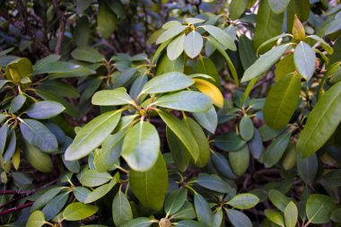 İlkbaharda ya da yazda yeşil bitkiler, doğal, arka plan.