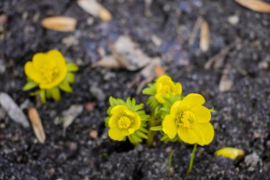 Sarı Eranthis hyemalis, düğün çiçekleri, kış çiçekleri, ilkbahar çiçekleri.