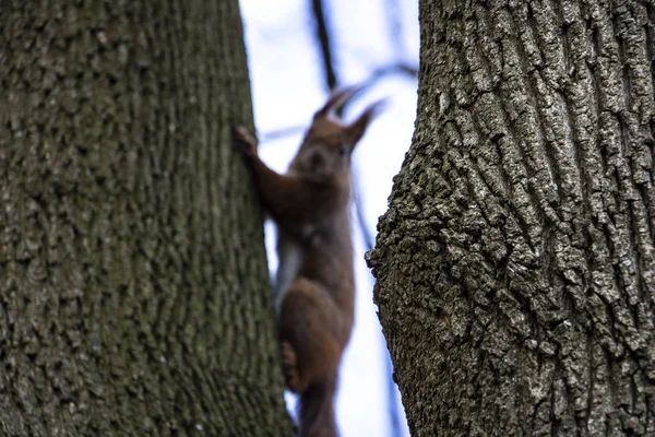 A squirrel peeks out between two tree trunks, out of focus.