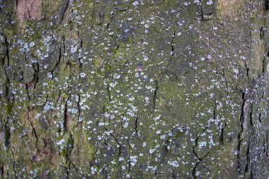 Ağaç kabuğunun dokusu yakın plan, şablon, arkaplan için boş.