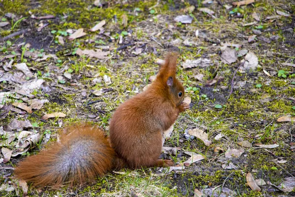 Esquilo bonito com uma cauda arbustiva senta-se no parque e come uma noz. — Fotografia de Stock