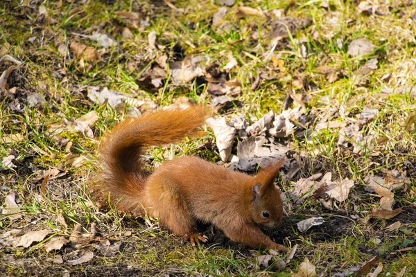 Schönes Eichhörnchen sucht oder versteckt eine Nuss im Park. — Stockfoto