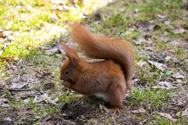Esquilo bonito com uma cauda arbustiva senta-se no parque e come uma noz. — Fotografia de Stock