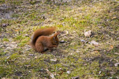 Çalı kuyruklu güzel bir sincap parkta oturur ve fındık yer..