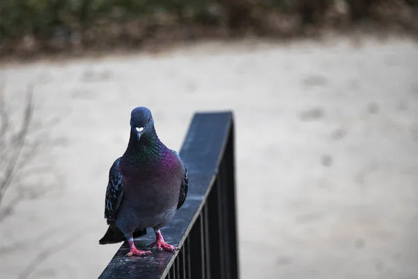 Bela pomba escura azul selvagem fica na ponte. — Fotografia de Stock