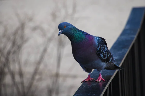 Bela pomba escura azul selvagem fica na ponte. — Fotografia de Stock