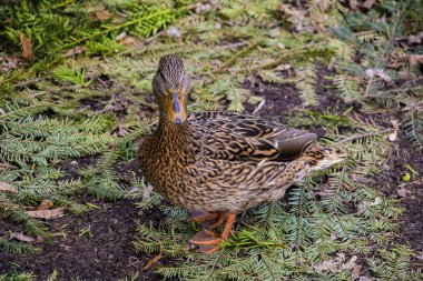 Güzel vahşi ördek gölün kıyısında duruyor..