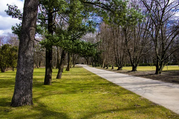 Hermoso callejón verde en primavera en un día soleado. — Foto de Stock