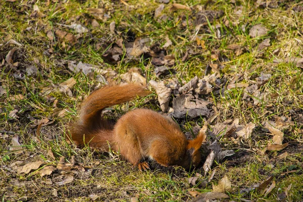 Esquilo bonito está procurando ou escondendo uma porca no parque. — Fotografia de Stock