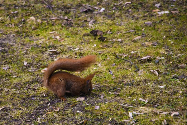 Vacker ekorre letar efter eller gömmer en nöt i parken. — Stockfoto