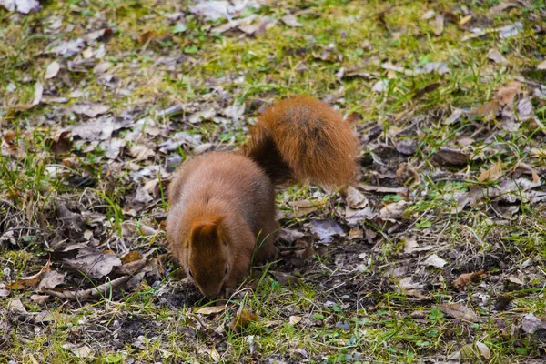 Schönes Eichhörnchen mit buschigem Schwanz sitzt im Park und frisst eine Nuss. — Stockfoto