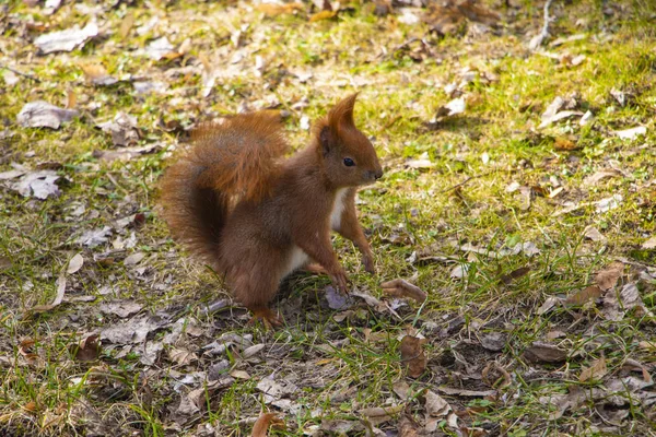 Esquilo engraçado fica em suas patas traseiras no parque. — Fotografia de Stock