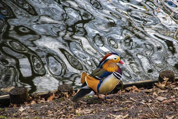 Gekleurde eend, eend die aan de oever van een meer of rivier staat. — Stockfoto