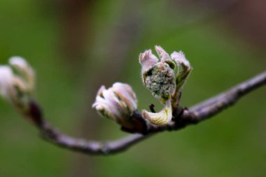 Baharda genç dalları olan küçük bir dal..