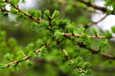 Baharda ardıç ağacının genç yeşil dalları, arka plan.