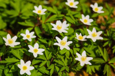 Anemone nemorosa, Ranunculaceae familyasından Anemone familyasından bir bitki türü..