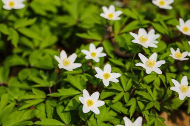 Japon anemon tomurcuk çiçeği yakın çekim. Arka plan, doğa