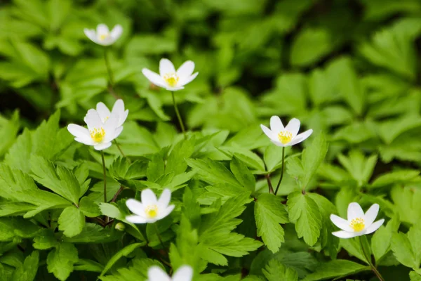 Da vicino su un anemone giapponese chiamato anche thimbleweed o windflower. — Foto Stock