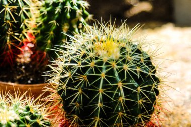 Kaktüs, kaktüs dikenleri, kaktüs dikenleri, kaktüs arka planı..
