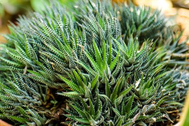 Kaktüs bitkisi yaprakları deseni. Yeşil yapraklar. Doğal arka plan. yeşil yaprak dokusu arkaplanı.