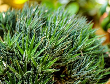 Sulu ve kaktüsler ile küçük bir saksı bitkisinin ön görünümü.