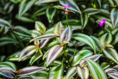 Inç bitki Yaprak , Esnaf zebrina, süs bitkileri.