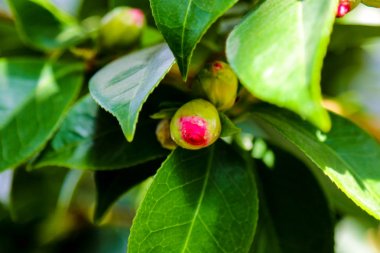 Yakın çekim de ortak kamelya veya Japon kamelya olarak bilinen güzel bir çiçekaçan pembe Camellia japonica , çiçekli bir ağaç veya çalı.