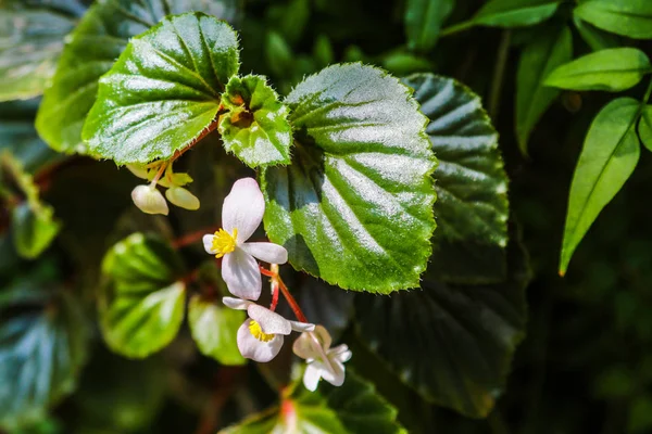 In de lente of zomer de jasmijn bloemen in de tuin kwijt. — Stockfoto