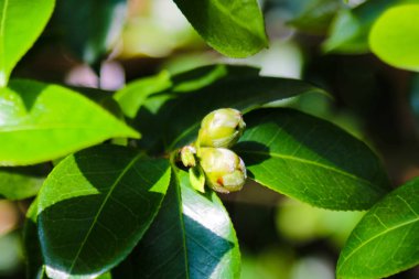 Kamelya japonica, Japonca'da kamelya, Japon kamelyası veya tsubaki olarak bilinen Camellia familyasından, Camellia cinsinin en bilinen türlerinden biridir..