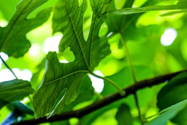 Bir cüce nar yakın çekim, arka plan, desen yaprakları üzerinde görünüm.
