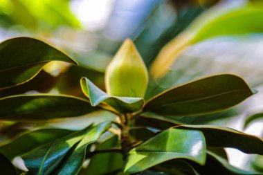 Dökmeyen manolya. Çiçek açan manolya. Güzel beyaz çiçek.